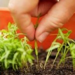 Hogyan növekszik sárgarépát a nyílt terepen