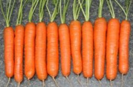 Cum să crească morcovii în sol deschis