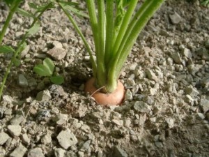 Cum să crească morcovii în sol deschis