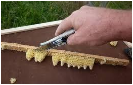 Як правильно виставити бджіл навесні