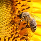Як правильно виставити бджіл навесні