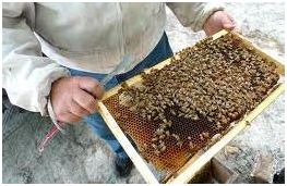 Cum să pui albinele în primăvară