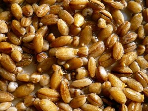Як правильно запарити пшеницю для насадки »
