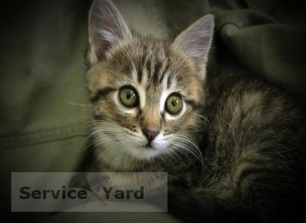 Як привчити кота до лотка, serviceyard-затишок вашого будинку в ваших руках