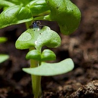 Як садити живопліт
