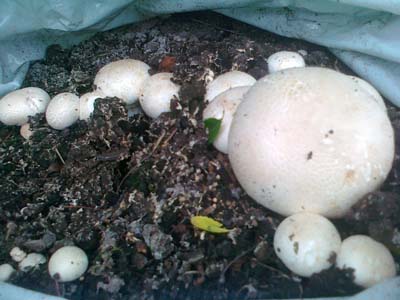 Cum să faci un compost bun de ciuperci în loc să cumperi un compost de ciuperci, ciuperci petrecute