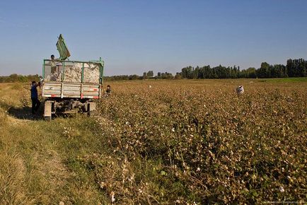 Як збирають бавовну - просто цікаво