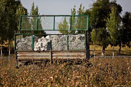 Як збирають бавовну - просто цікаво