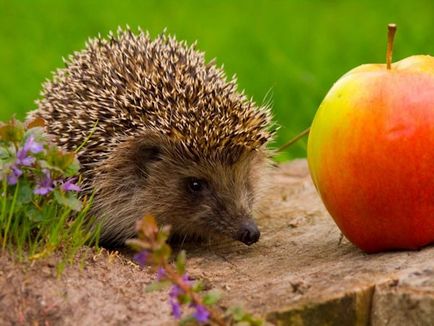 Hogyan tartsuk a sün - Hedgehog ház a kezében - más háziállatok