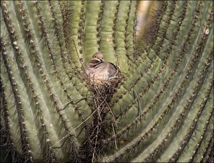 Cactusul lui saguaro