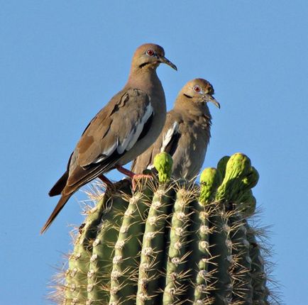 Cactusul lui saguaro