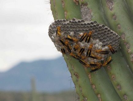 Cactusul lui saguaro