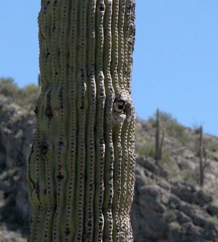 Cactusul lui saguaro