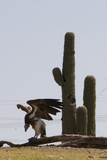 Cactusul lui saguaro