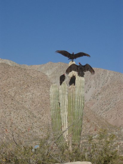 Cactusul lui saguaro