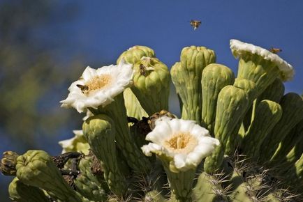 Cactusul lui saguaro