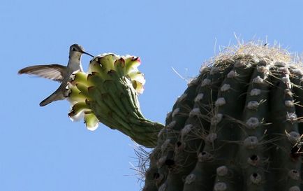 Cactusul lui saguaro