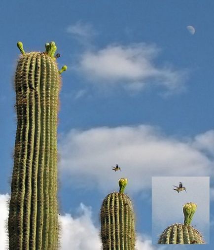 Cactusul lui saguaro