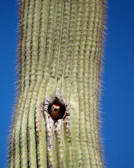 Cactusul lui saguaro