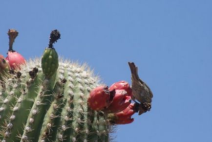 Cactusul lui saguaro