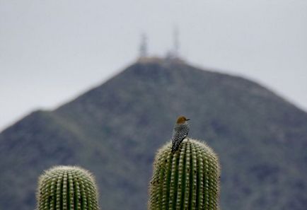 Cactusul lui saguaro