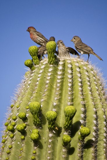 Cactusul lui saguaro