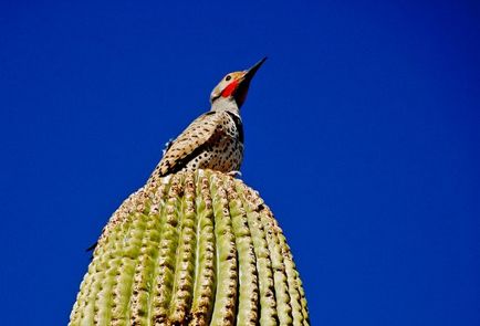 Cactusul lui saguaro