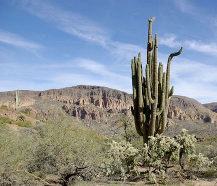 Cactusul lui saguaro