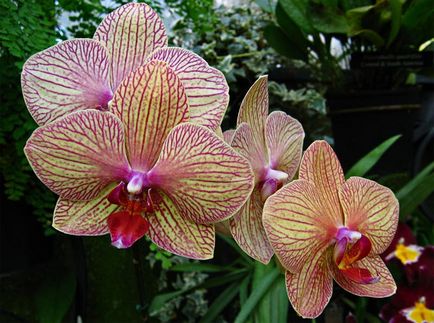 Hogyan törődik orchideák
