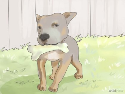 Cum să ai grijă de un cățeluș pit bull