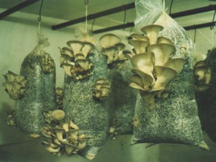 Cum să crească ciupercile de stridii la domiciliu în pivnița de ciuperci de ciuperci din casă
