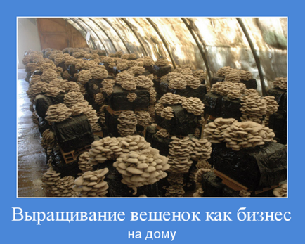 Як вирощувати гливи в домашніх умовах в погребі - вирощування гриба гливи в домашніх