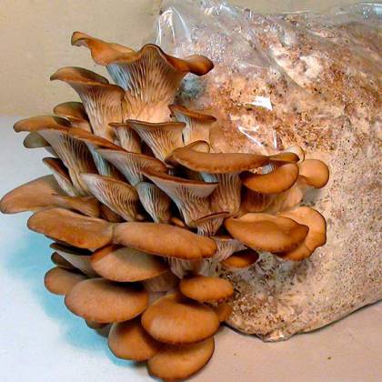 Як вирощувати гливи в домашніх умовах в погребі - вирощування гриба гливи в домашніх