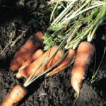 Як виростити моркву велику і солодку