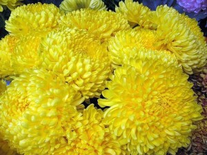 Cum să crească crizanteme într-o casă de țară instrucțiuni detaliate