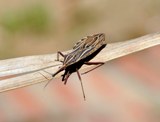 Cum de a proteja o casă particulară de insecte și de praf