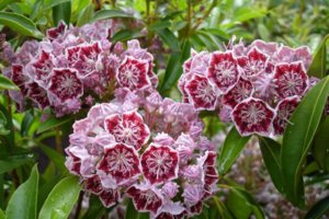 Descrierea Kalmia, plantare și îngrijire, fotografie