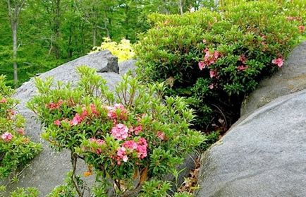 Descrierea Kalmia, plantare și îngrijire, fotografie