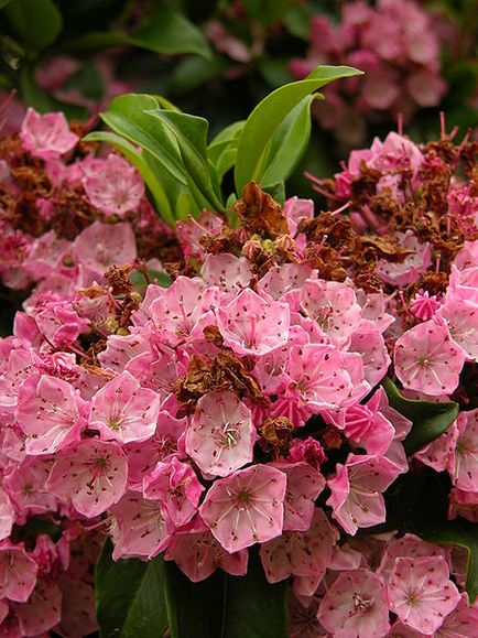 Kalmia - descriere, cultivare, fotografie, portal universal