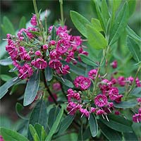 Kalmia - descriere, cultivare, fotografie, portal universal