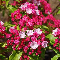 Kalmia - descriere, cultivare, fotografie, portal universal