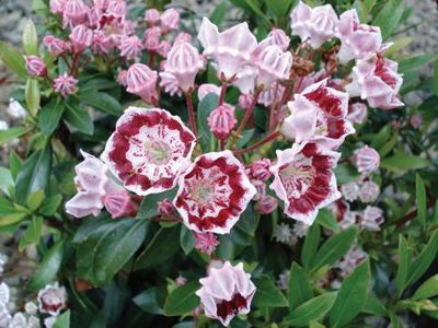 Kalmia latifolia ültetés és gondozás