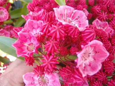 Kalmia latifolia ültetés és gondozás