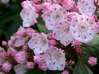 Kalmia latifolia ültetés és gondozás