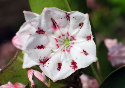 Kalmia latifolia ültetés és gondozás