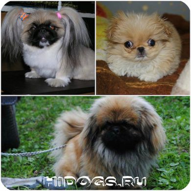 Dwarf Pekinese este tot ce trebuie să știți despre un câine de mini (foto)