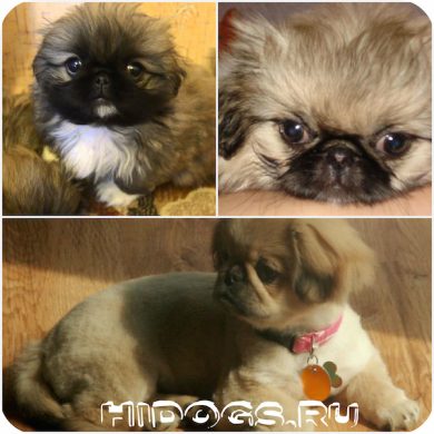 Dwarf Pekinese este tot ce trebuie să știți despre un câine de mini (foto)