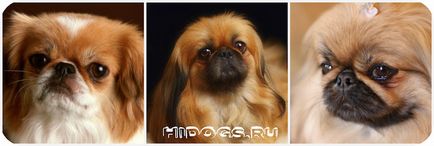 Dwarf Pekinese este tot ce trebuie să știți despre un câine de mini (foto)