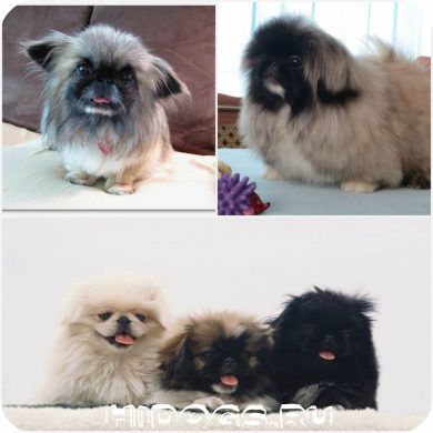 Dwarf Pekinese este tot ce trebuie să știți despre un câine de mini (foto)