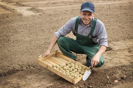 Картопля особливості вибору «насіння» і правила посадки - поради фахівця